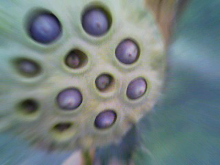 f0000211_2010772.jpg