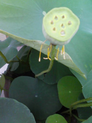 f0000211_20111687.jpg