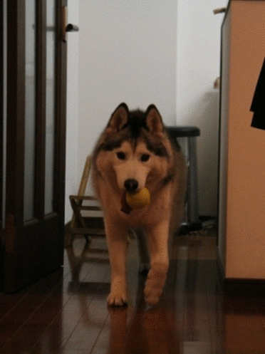 b0207615_15454423.gif