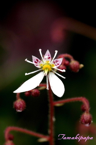 f0212217_1553299.jpg