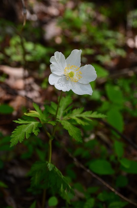 b0236334_2037610.jpg
