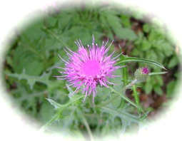 a0155838_19423381.jpg