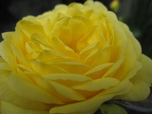 c0147952_213218.jpg