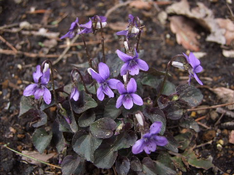 e0088260_17474573.jpg