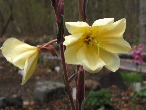 e0088260_17483047.jpg