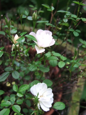 e0225164_7113847.jpg