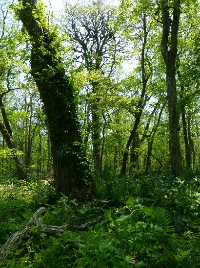 d0084473_20333159.jpg