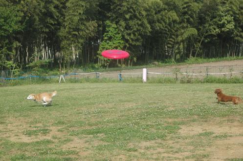 c0123890_1329302.jpg