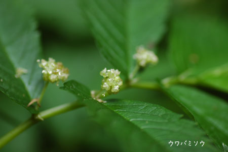 c0051105_23513629.jpg