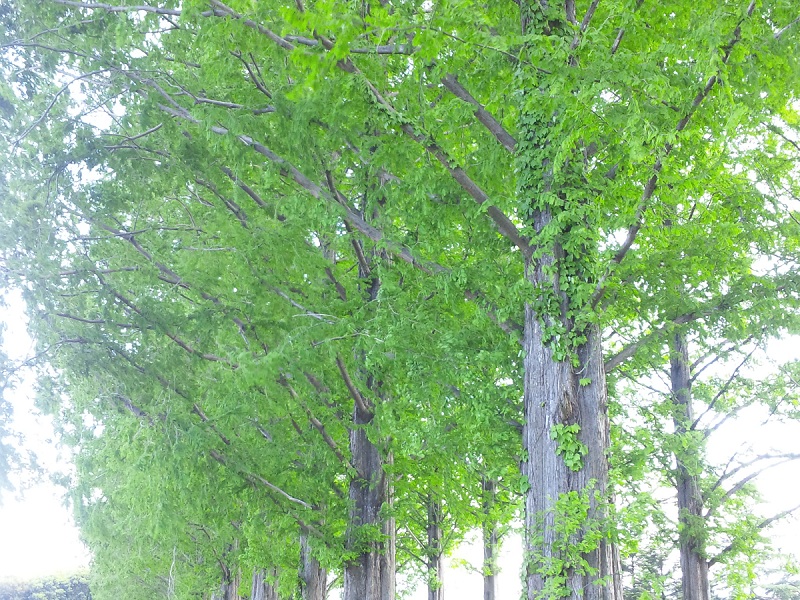 b0199924_18372954.jpg