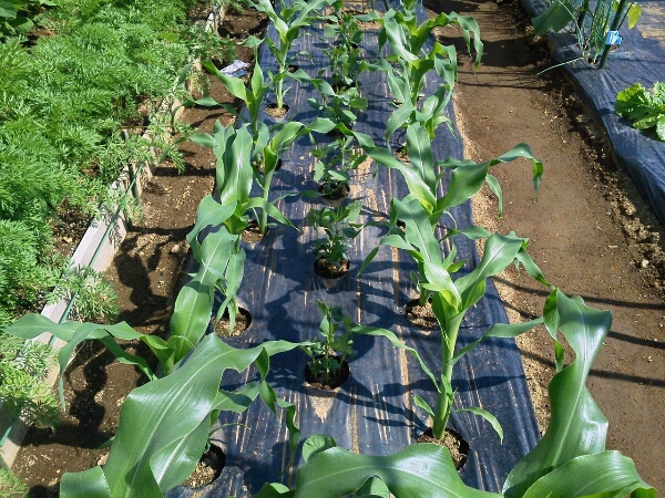 c0246826_1441734.jpg