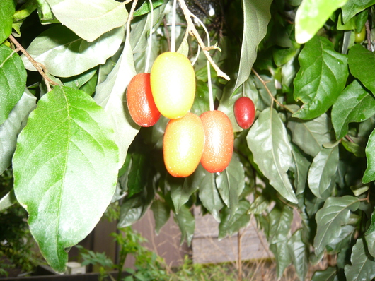 a0206332_11485312.jpg