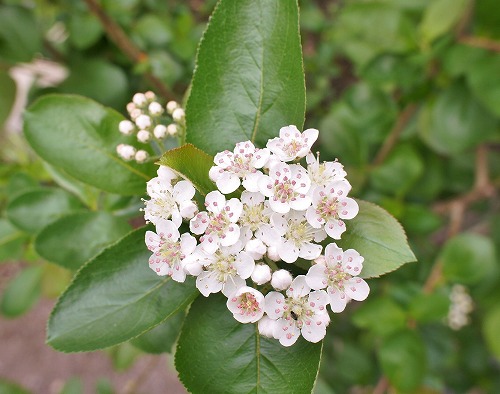 f0205733_23573448.jpg