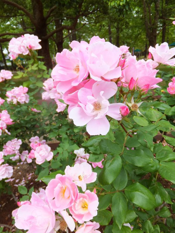 c0241434_2124917.jpg