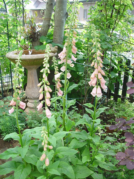 f0060535_9545433.jpg