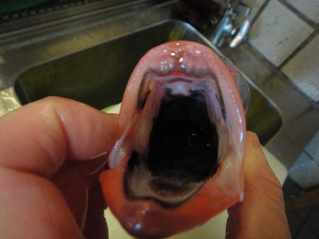f0208737_8333455.jpg