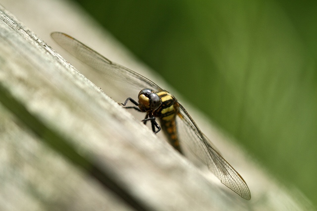 a0242438_19141571.jpg