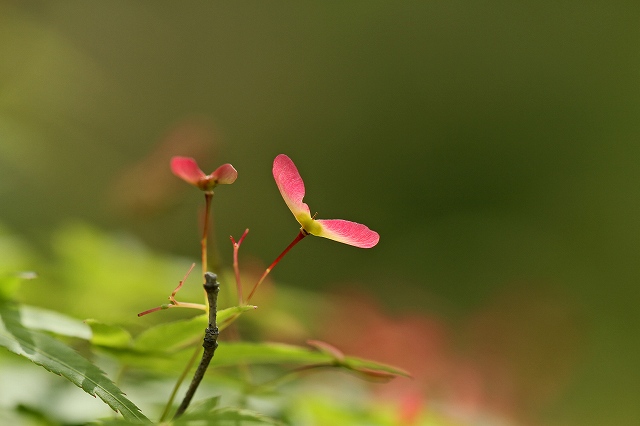 a0242438_19145539.jpg