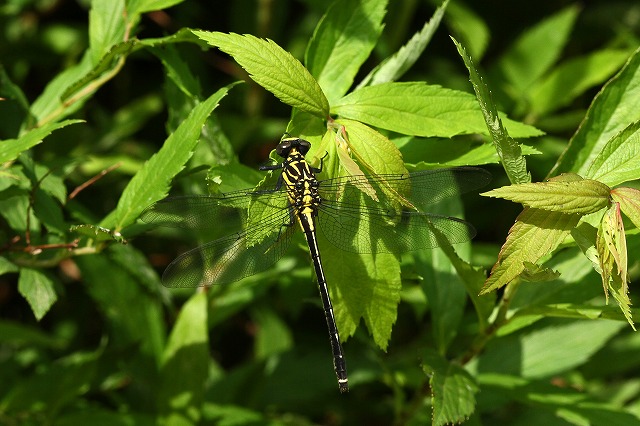 a0242438_19152516.jpg