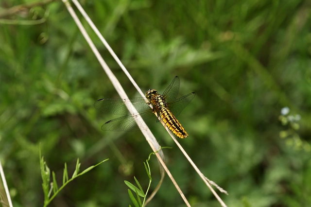 a0242438_19163670.jpg
