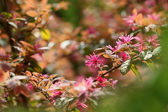 a0242438_19171235.jpg