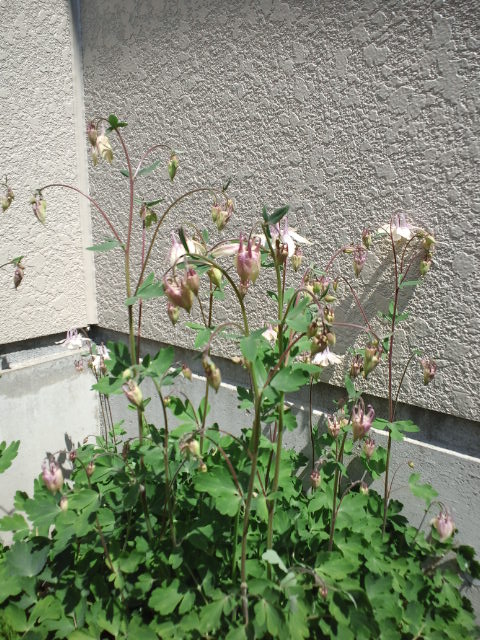 c0117239_6363028.jpg