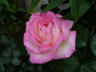 b0200240_20334850.jpg