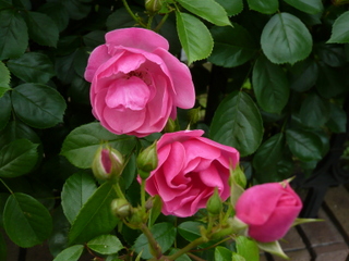 b0200240_2035011.jpg