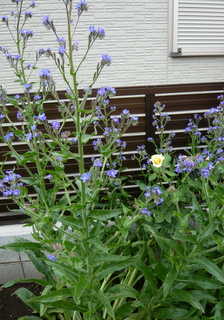 b0200240_2039663.jpg