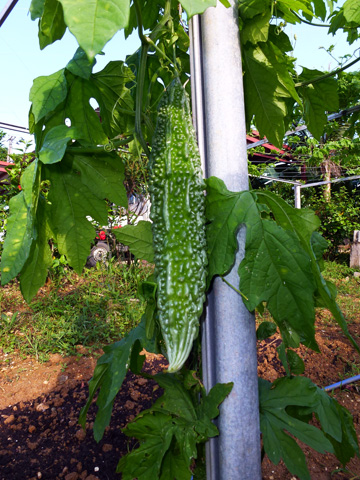 f0014842_1615389.jpg