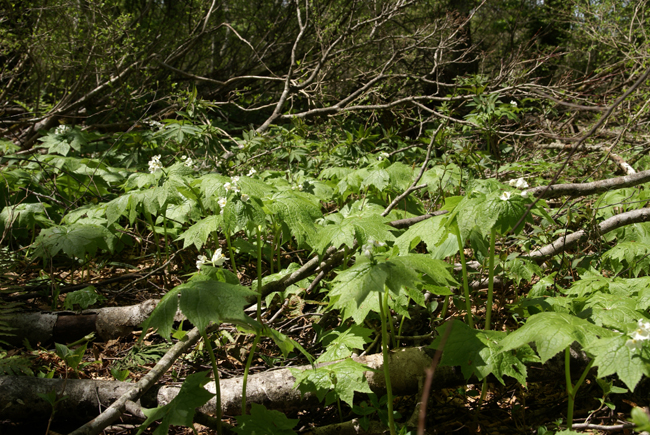 f0214649_21595252.jpg