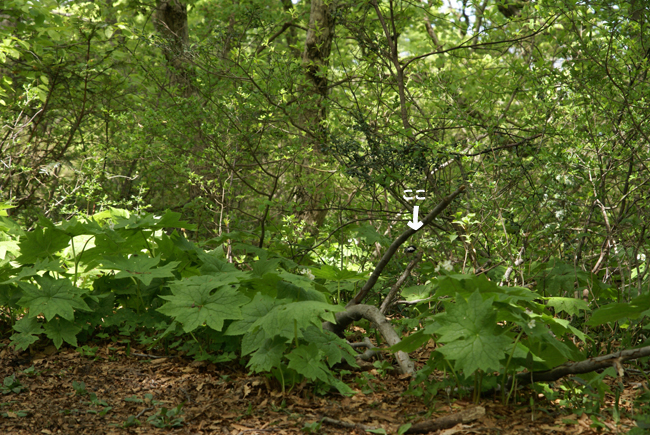 f0214649_2210690.jpg