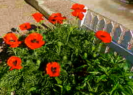 b0207361_8423611.jpg