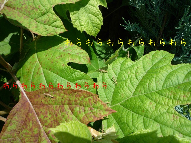 f0177261_1128284.jpg
