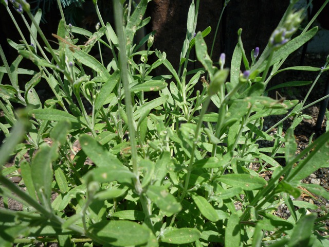 f0177261_1128384.jpg