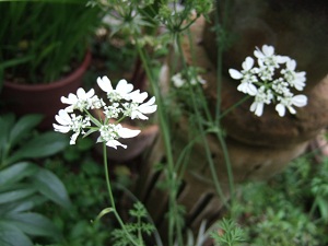 e0225164_1294577.jpg