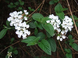 e0225164_4305612.jpg