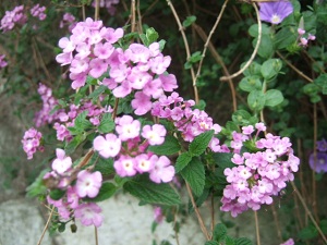 e0225164_431122.jpg