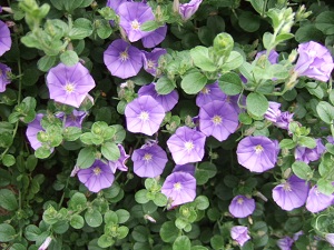 e0225164_4314434.jpg