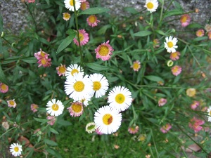 e0225164_4315910.jpg