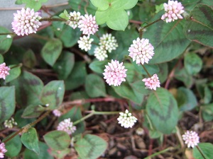 e0225164_432916.jpg