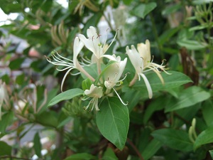 e0225164_4333743.jpg