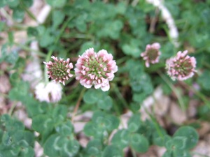 e0225164_4341250.jpg