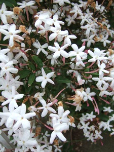e0225164_4345420.jpg
