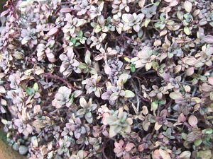 e0225164_446547.jpg