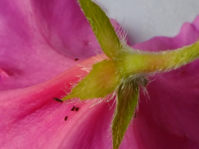 e0145782_1818498.jpg