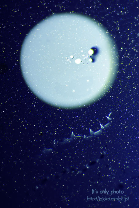 e0008800_011993.jpg