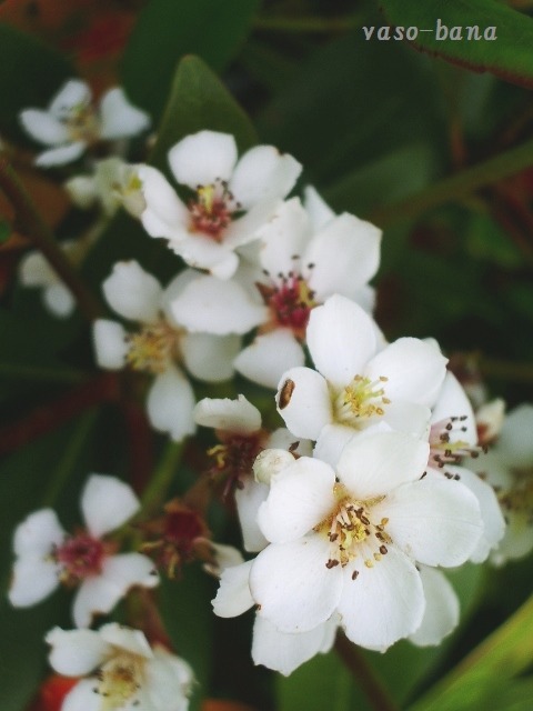 e0025300_2032131.jpg
