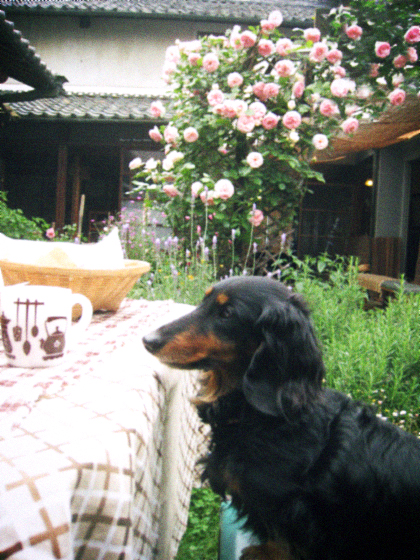 d0077603_10521478.jpg