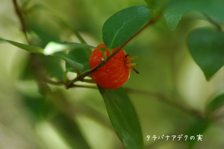 c0051105_019463.jpg